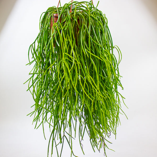 Rhipsalis Kirbergii 20cm H60cm