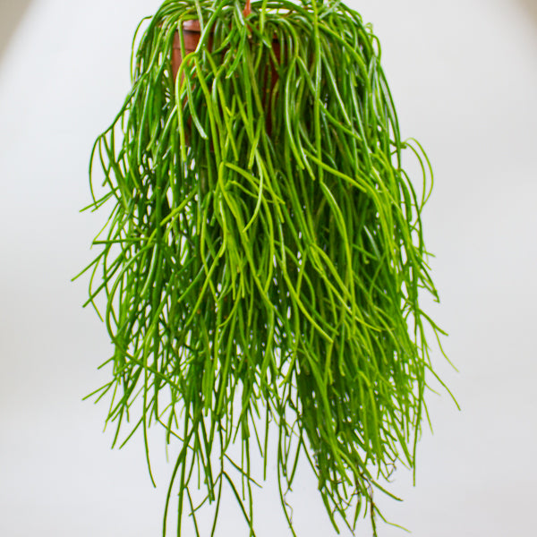 Rhipsalis Kirbergii 20cm H60cm