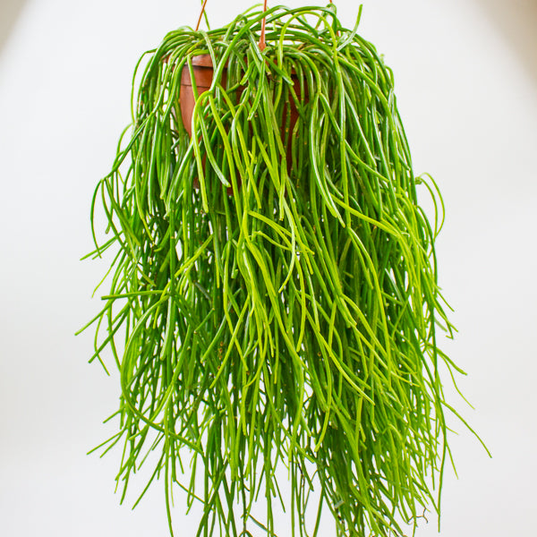 Rhipsalis Kirbergii 20cm H60cm