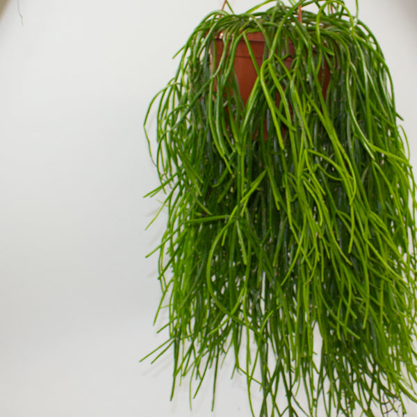 Rhipsalis Kirbergii 20cm H60cm