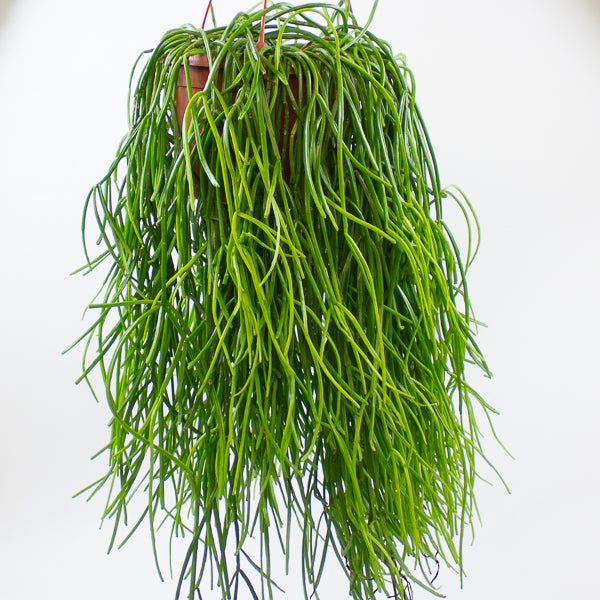 Rhipsalis Kirbergii 20cm H60cm