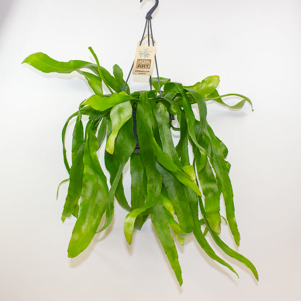 Epiphyllum Pumilum 14cm H40cm
