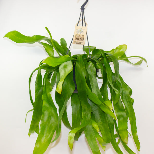 Epiphyllum Pumilum 14cm H40cm