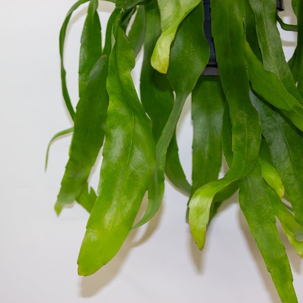 Epiphyllum Pumilum 14cm H40cm