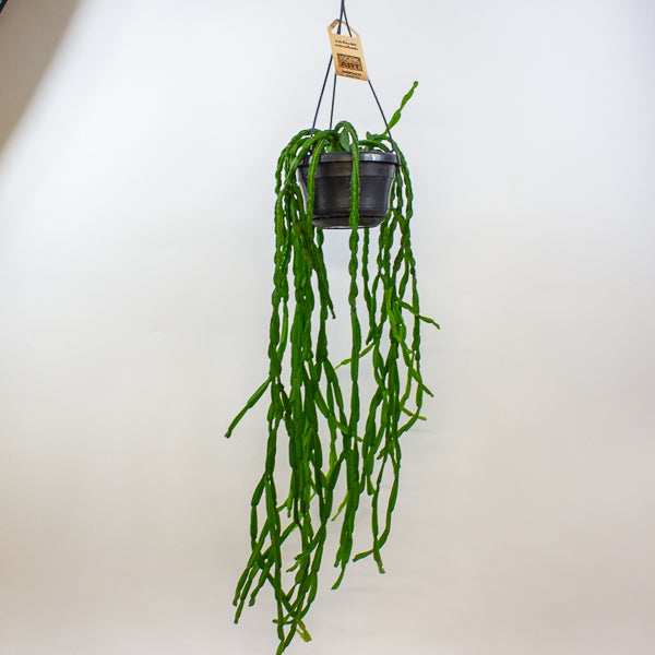 Rhipsalis paradoxa 14cm H50cm