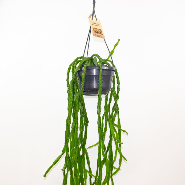 Rhipsalis paradoxa 14cm H50cm