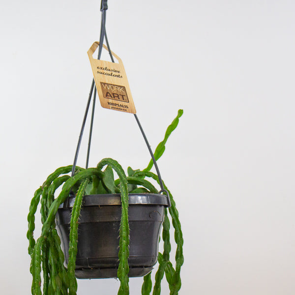 Rhipsalis paradoxa 14cm H50cm