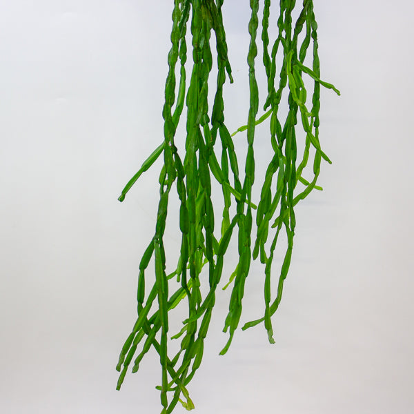 Rhipsalis paradoxa 14cm H50cm