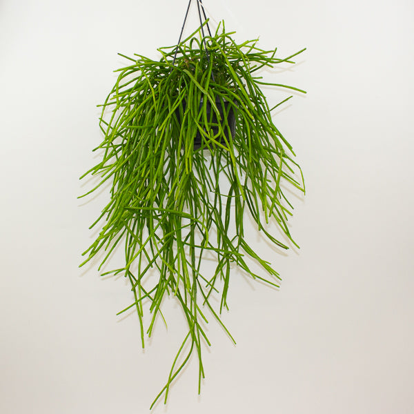 Rhipsalis Kirbergii 14cm H35cm