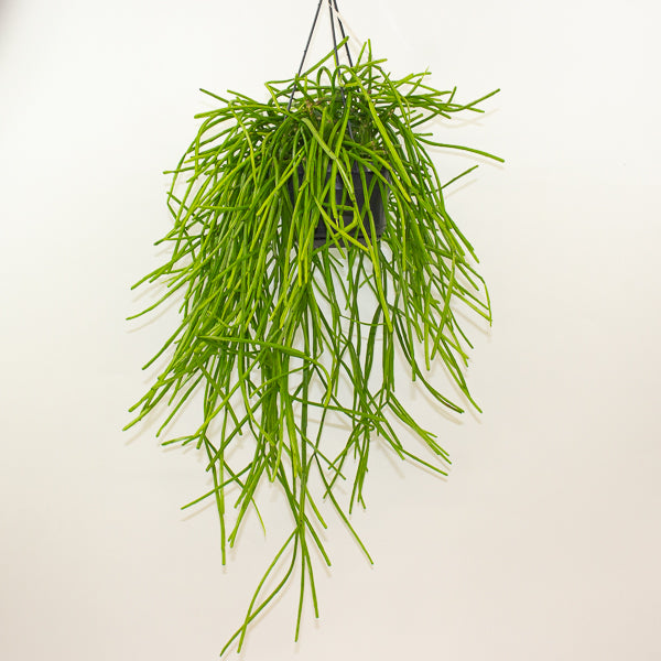 Rhipsalis Kirbergii 14cm H35cm