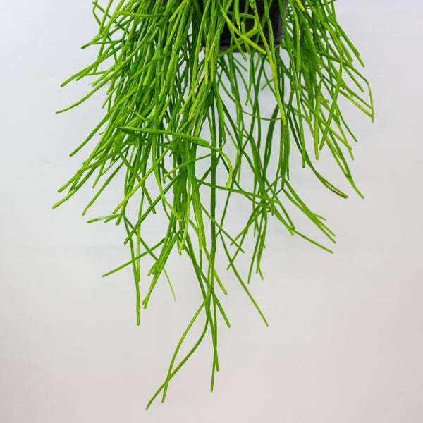 Rhipsalis Kirbergii 14cm H35cm