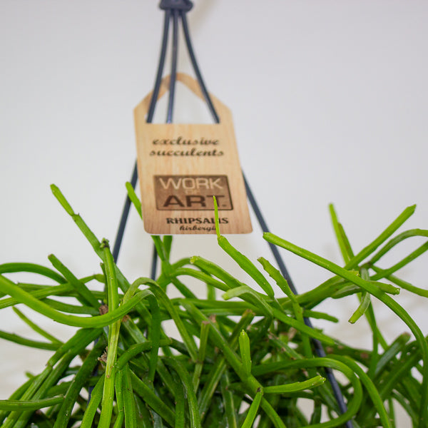 Rhipsalis Kirbergii 14cm H35cm