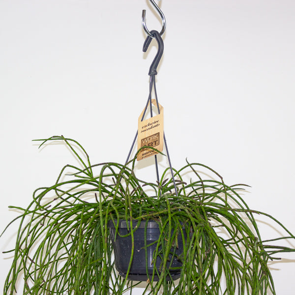 Rhipsalis Puniceodiscus 14cm H50cm