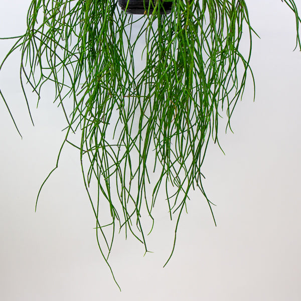 Rhipsalis Puniceodiscus 14cm H50cm