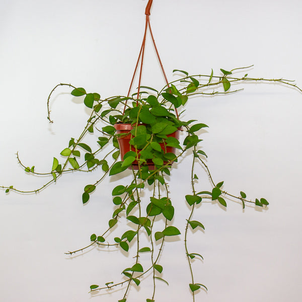 Hoya Nummularioides 14cm H30cm