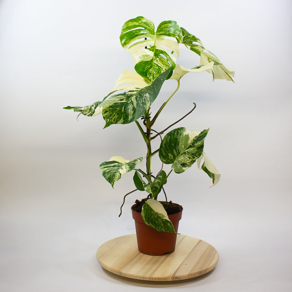 Monstera Deliciosa Variegata 17cm H50cm