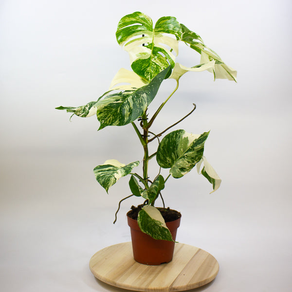 Monstera Deliciosa Variegata 17cm H50cm