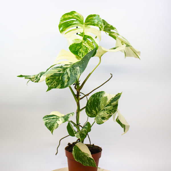 Monstera Deliciosa Variegata 17cm H50cm