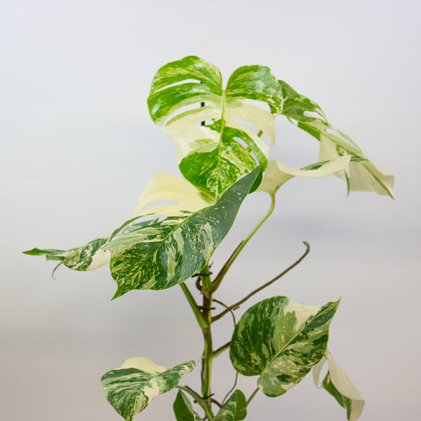 Monstera Deliciosa Variegata 17cm H50cm