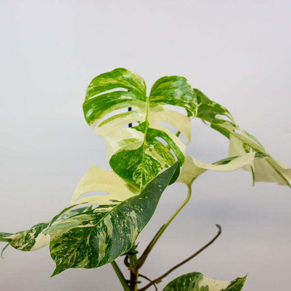 Monstera Deliciosa Variegata 17cm H50cm