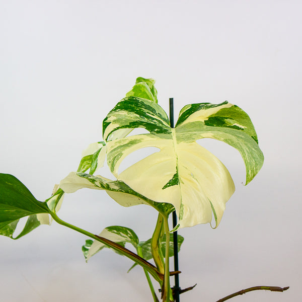 Monstera Deliciosa Variegata 17cm H50cm