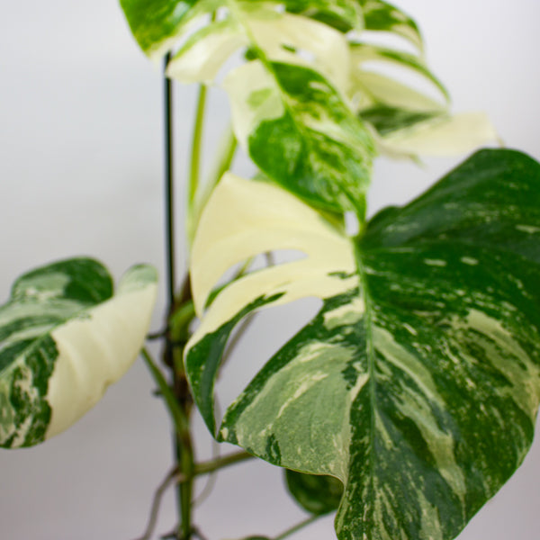 Monstera Deliciosa Variegata 17cm H50cm