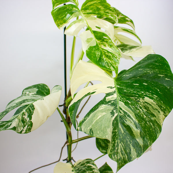 Monstera Deliciosa Variegata 17cm H50cm
