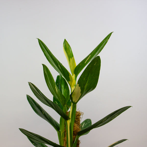 Monstera Standleyana variegata 17cm H70cm
