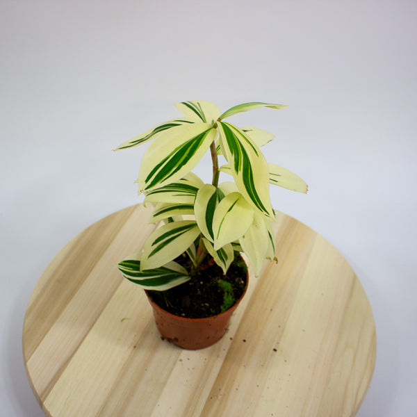 Costus Arabicus Variegata - Variegated Spiral Ginger 10.5cm H15cm
