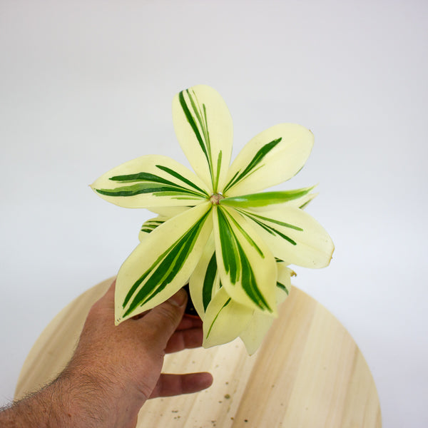 Costus Arabicus Variegata - Variegated Spiral Ginger 10.5cm H15cm