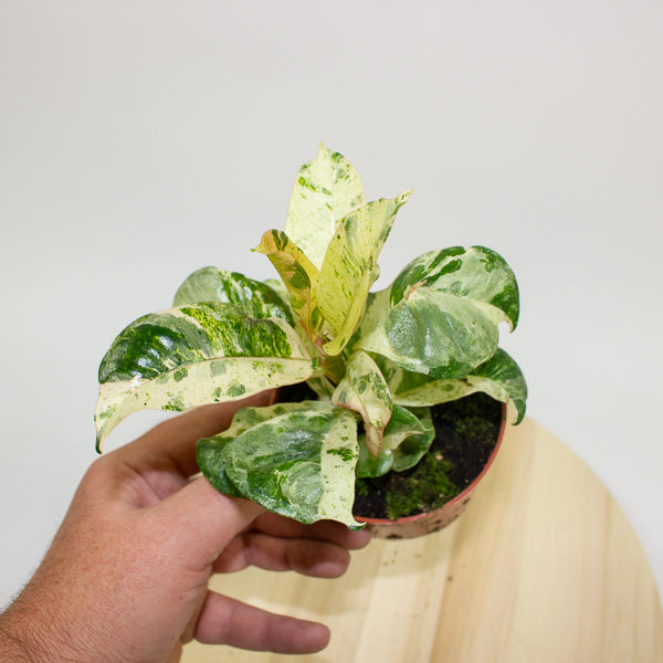 Ficus Shivereana Moonshine 9cm H20cm
