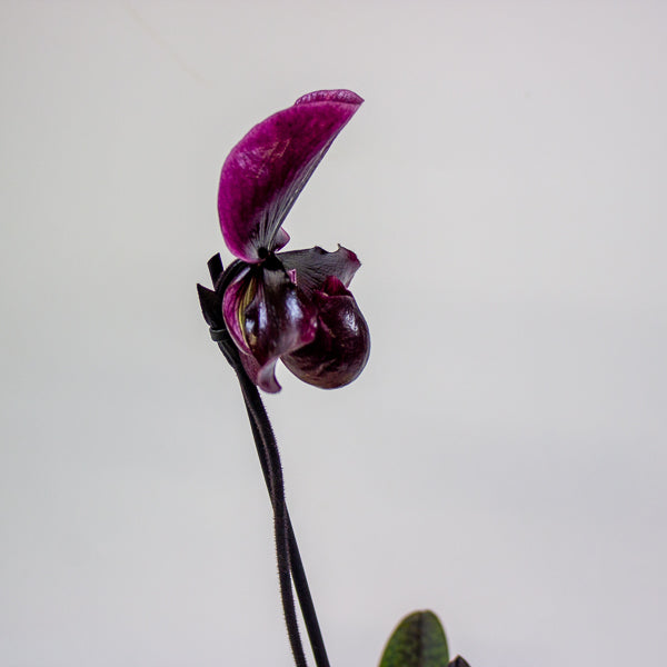 Paphiopedilum Black Jack 9cm H15cm
