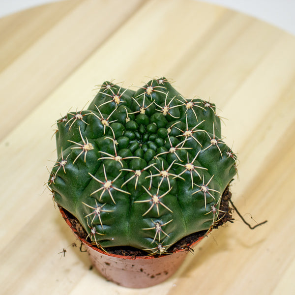 Gymnocalycium baldianum 8.5cm H12cm