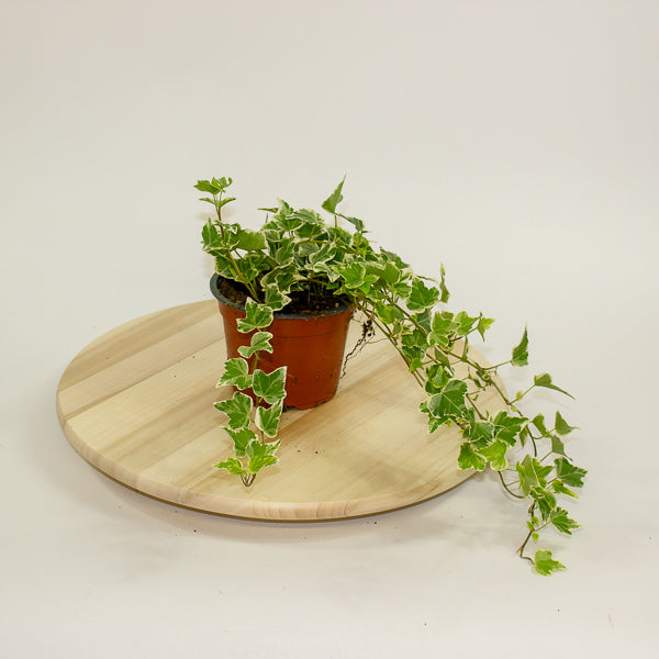 Hedera helix 'White Wonder' 13cm H30cm