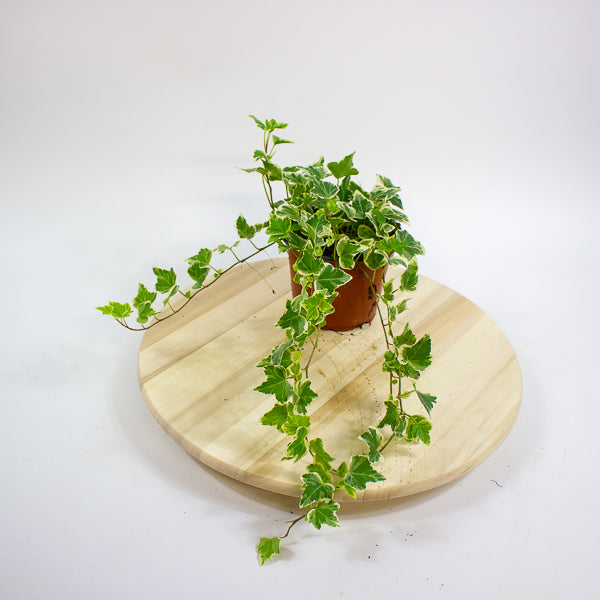 Hedera helix 'White Wonder' 13cm H30cm