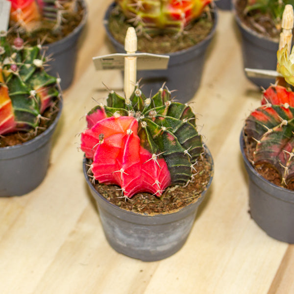 One Gymnocalycium mihanovichii from our selection 6cm h10cm