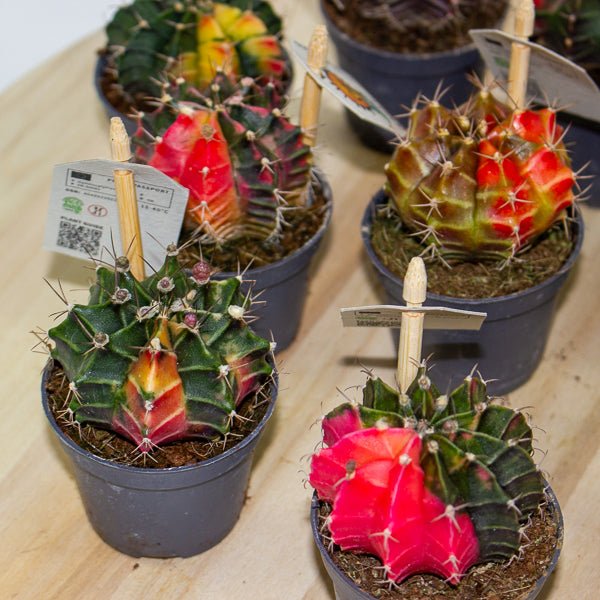 One Gymnocalycium mihanovichii from our selection 6cm h10cm