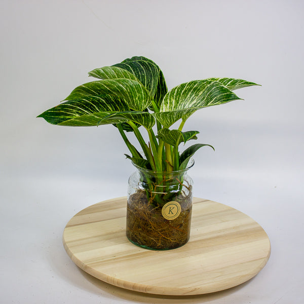 Philodendron White Wave in Hydro/Aqua 12cm H30cm