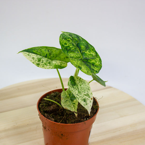 Alocasia Dragon Scale MINT 10.5cm H20cm