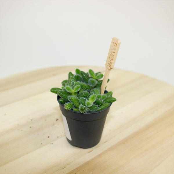 Delosperma echinatum 5.5cm H10cm