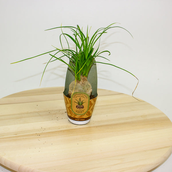 Beaucarnea recurvata 6cm H15cm