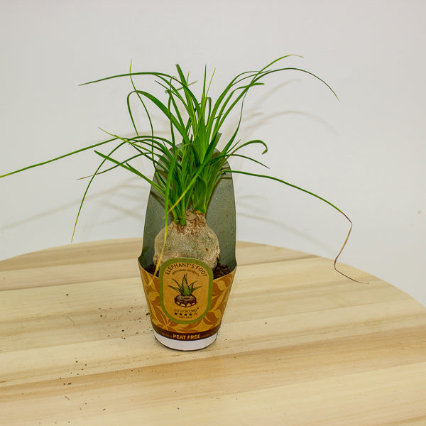Beaucarnea recurvata 6cm H15cm