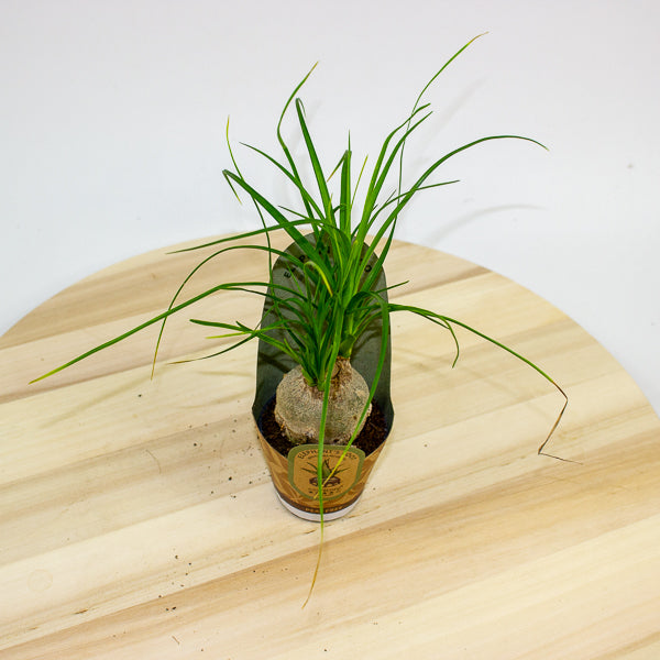 Beaucarnea recurvata 6cm H15cm