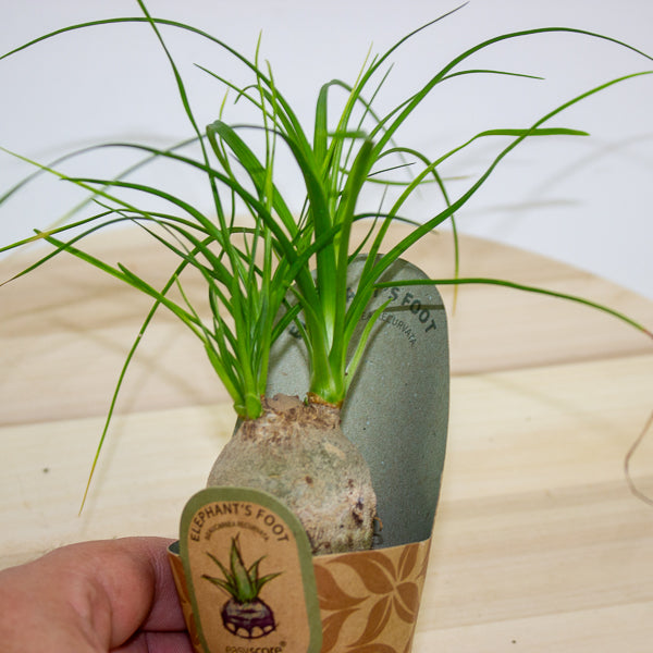 Beaucarnea recurvata 6cm H15cm