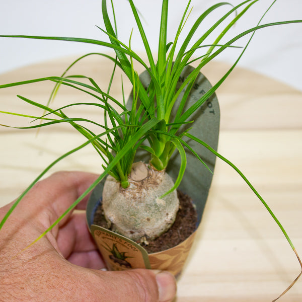 Beaucarnea recurvata 6cm H15cm
