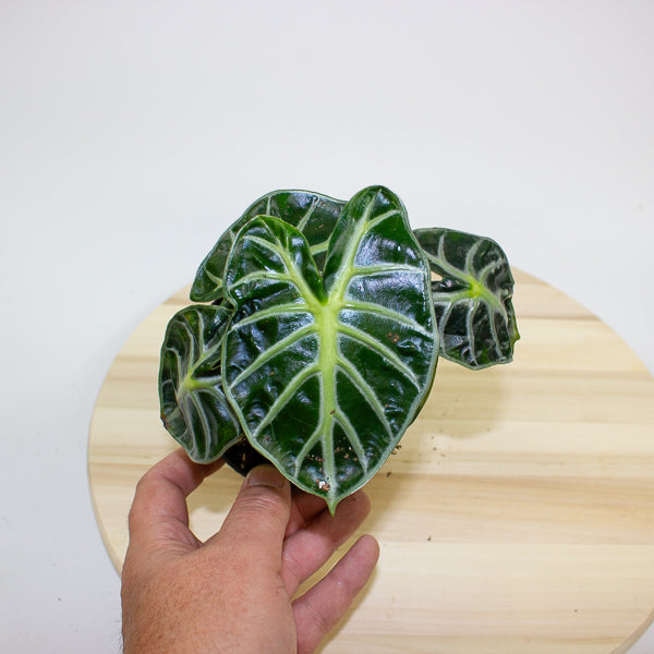 Alocasia Balloon Heart 12cm H18cm