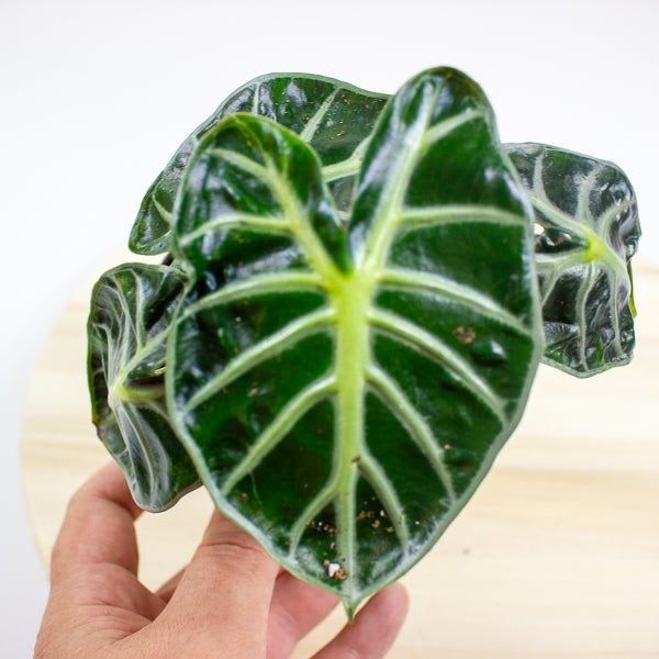 Alocasia Balloon Heart 12cm H18cm