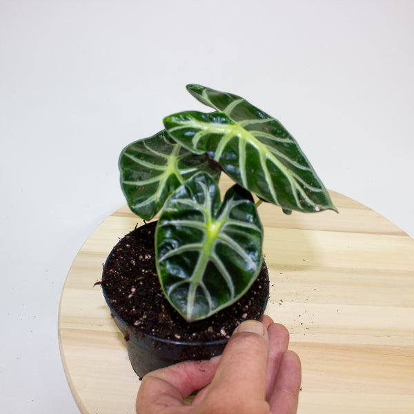 Alocasia Balloon Heart 12cm H18cm