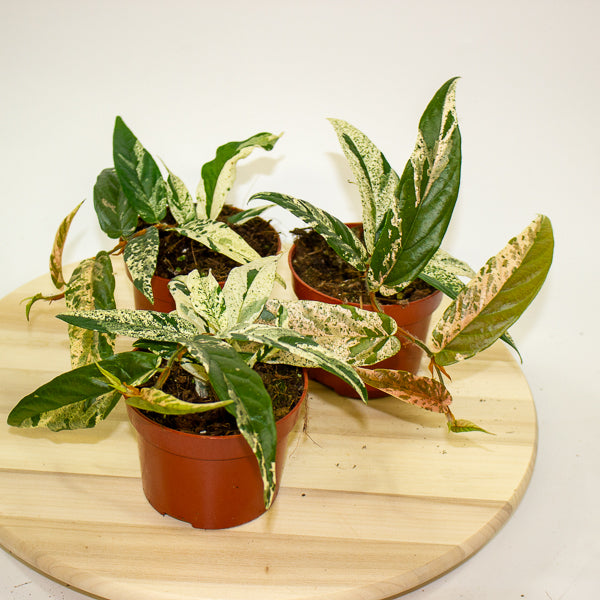 Ficus Sagittata Variegata Pink 9cm H20cm