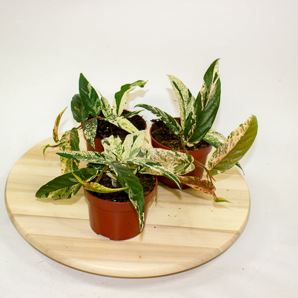 Ficus Sagittata Variegata Pink 9cm H20cm